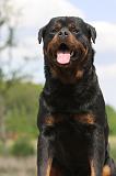 ROTTWEILER 299